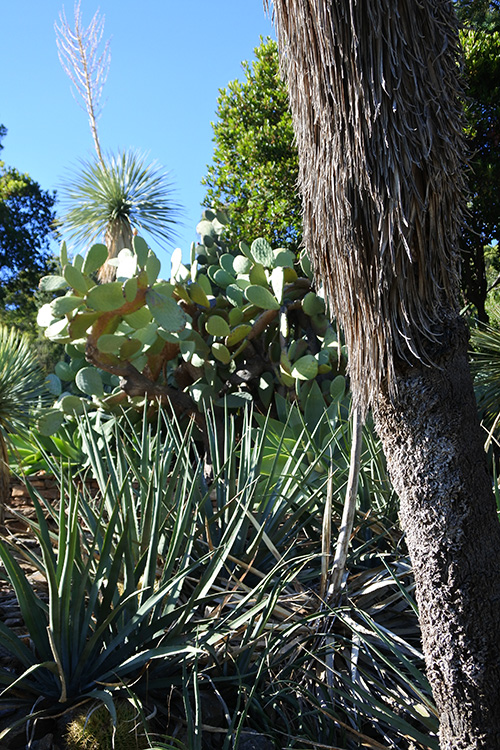 plantes méditerranéenne au rayol