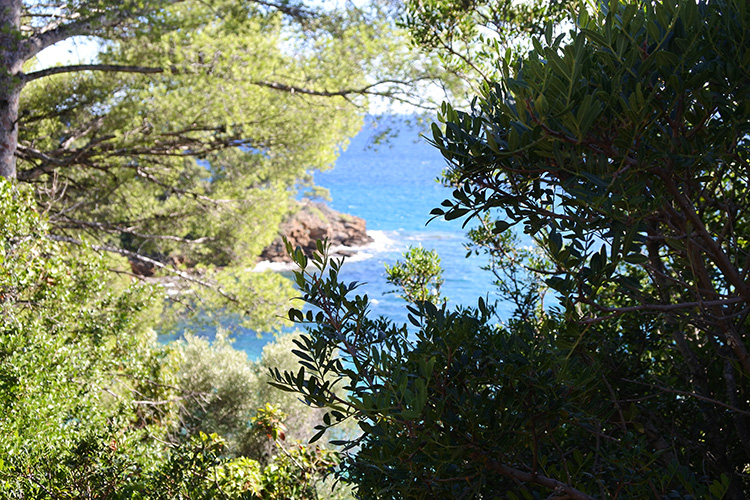 Paysage jardin du Rayol méditerranée