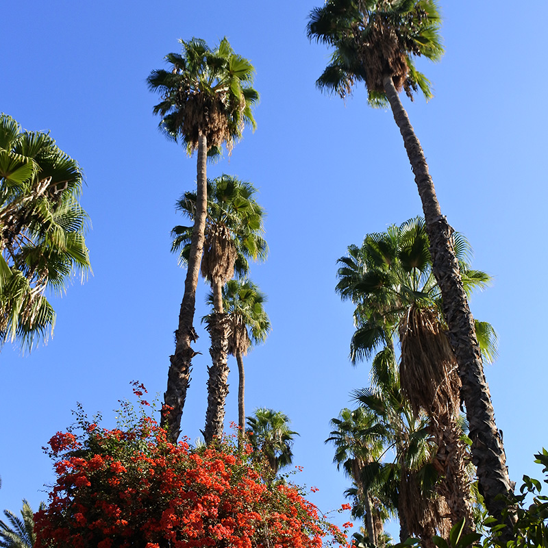 palmiers au jardin majorelle marrakech