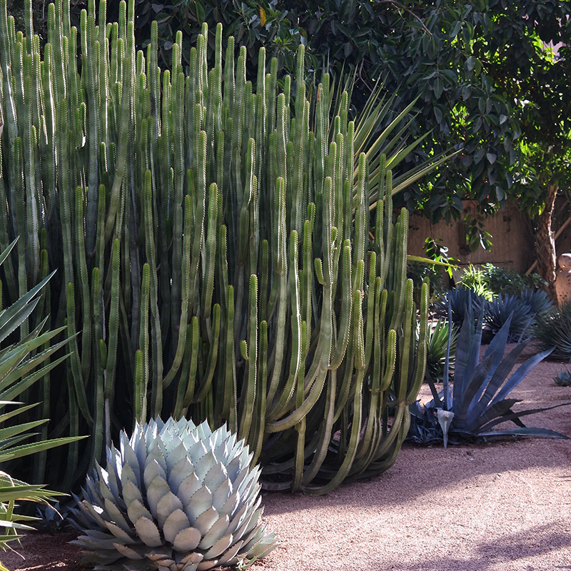 cactus au jardin majorelle marrakech