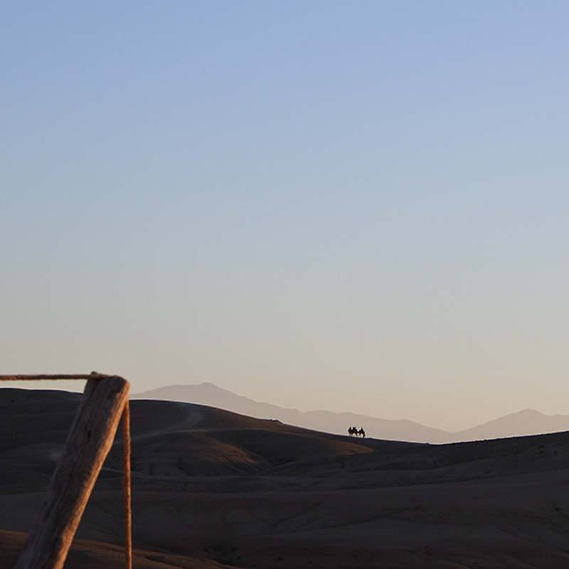 chameau dans le désert marocain